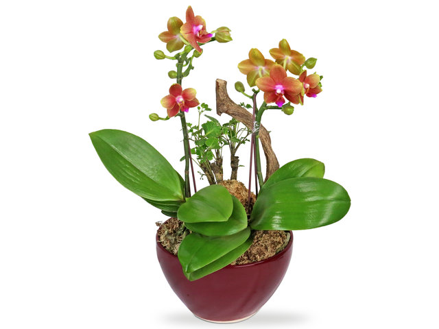 Orchids - Orchids decor plant  B09 - L4445 Photo